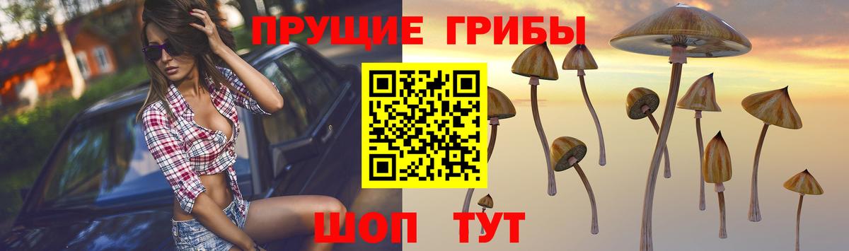 Благодарный  купить наркотики сайты  Вход с VPN  Псилоцибиновые грибы прущие грибы  Псилоцибиновые грибы прущие грибы 
